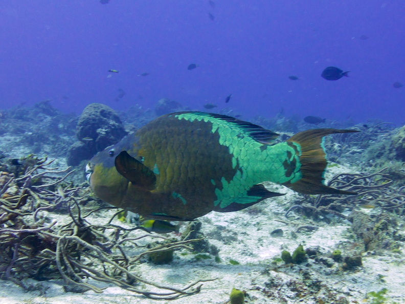 Rainbow Parrotfish IMG_4713.jpg